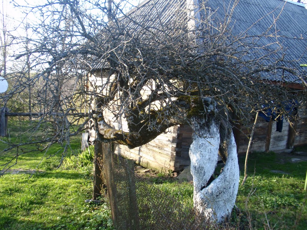 2010. Dyburiai. Sena obelis / The old apple-tree by Audrone