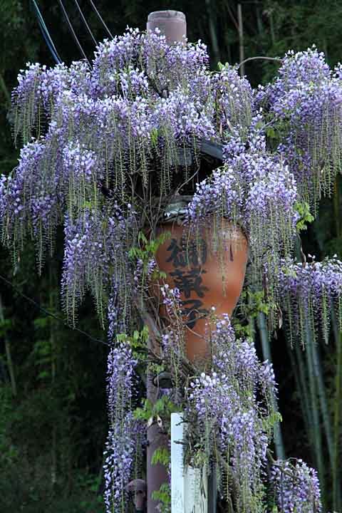 Advertising display covered with Japanese wisteria by nutakku