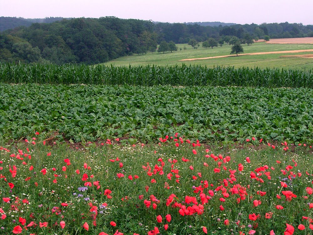 Mohnblumen Buchenäcker by Cheruskerkind