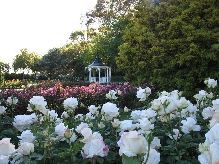 Dugald McKenzie Rose Gardens, Victoria Esplanade, Palmerston North by Manawatu