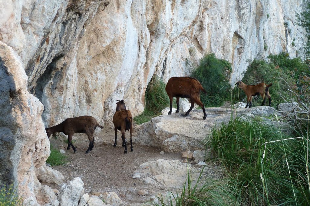 Wild Mallorcan Goats by Jannes Aalders