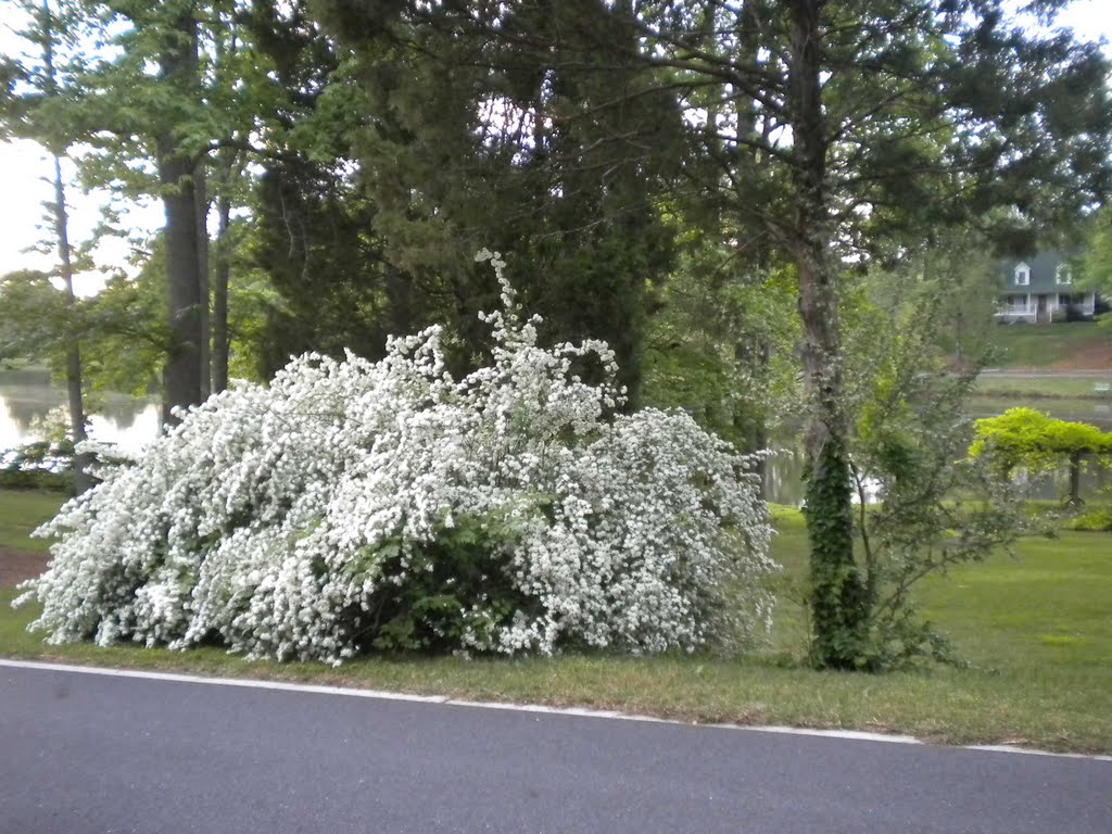 É primavera em Fort Mill, South Carolina USA by rosy beltrao