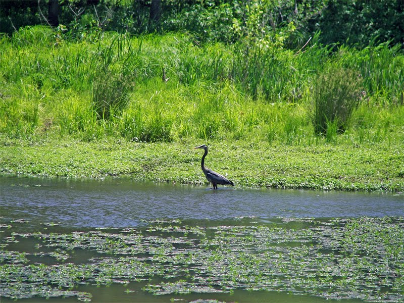 Heron in Lake Conestee Nature Park by Michael E. Crocker