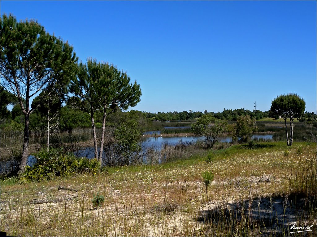 100501-057 PARQUE DE DOÑANA by VICMAEL