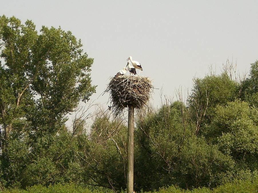 Storks by milos81