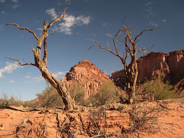 Arbol en Talampaya by planetair