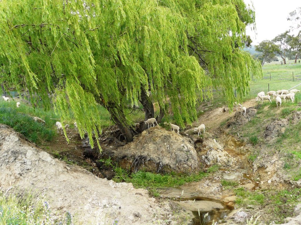 Upper Murrumbidgee - Degraded Tributary (stock, willows, compaction, erosion) by Luke Johnston