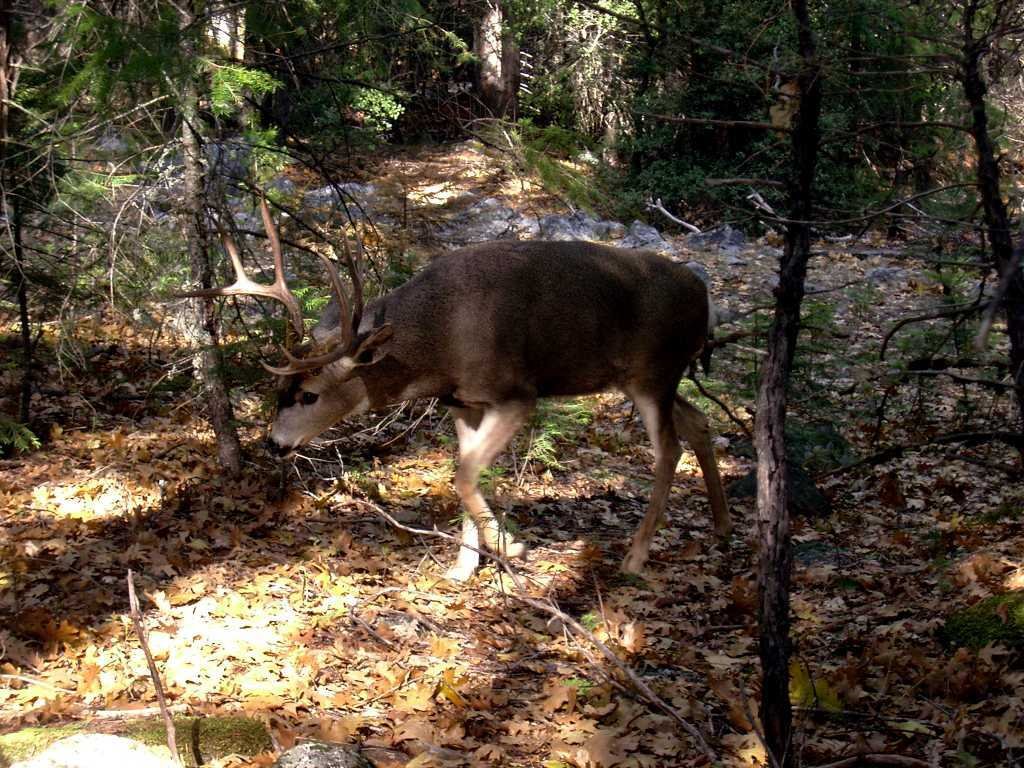 Yosemite Deer by Markus van Almsick