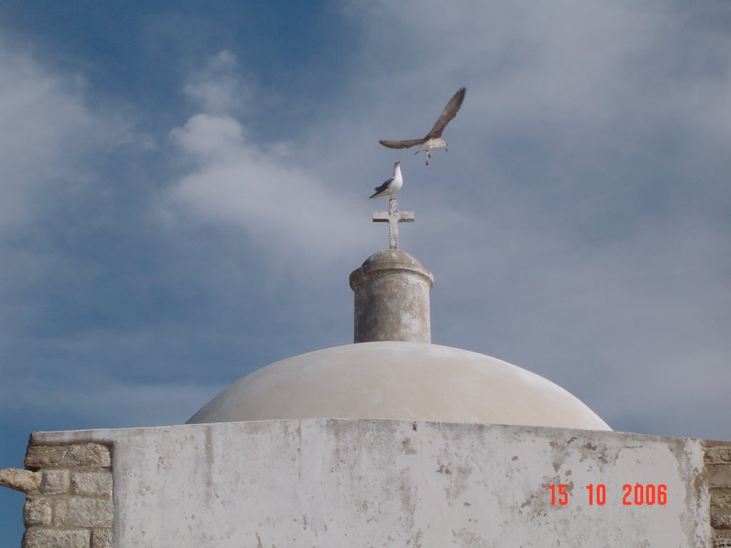 Gaviotas en el Cabo by jmaa