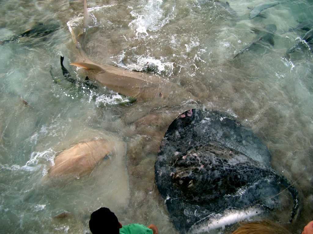 Rheeti Beach Fish Feeding 2 by Markus van Almsick