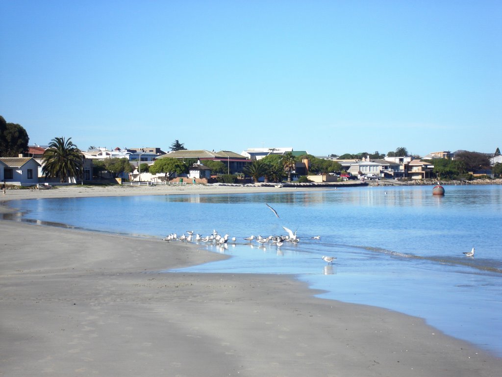 Gulls at Langebaan by Johan Nel