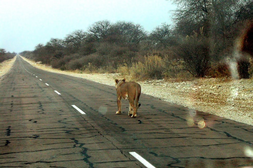 "Long way home". On the road to Lindequist Gate / Etosha. by Heidy R. Hort