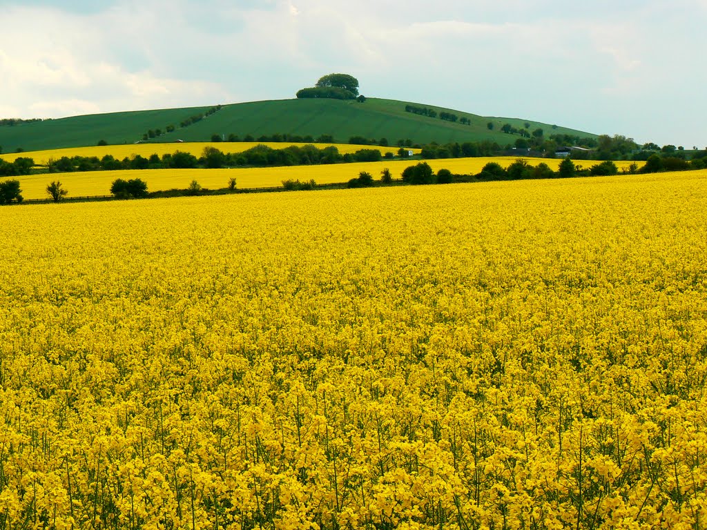 Oilseed rape, near Liddington, Swindon by Brian B16