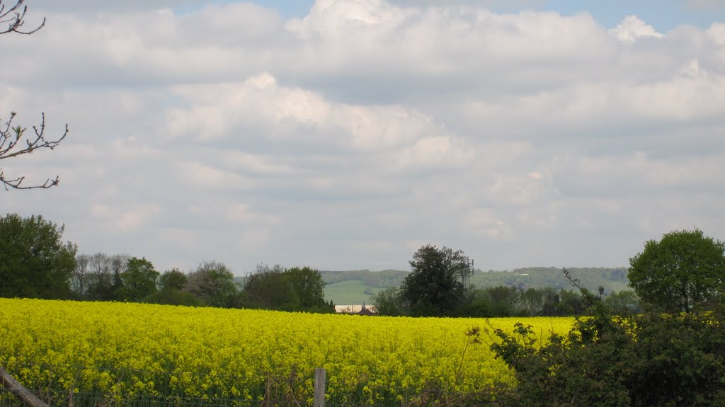 Fields of oil seed rape by PhilipR