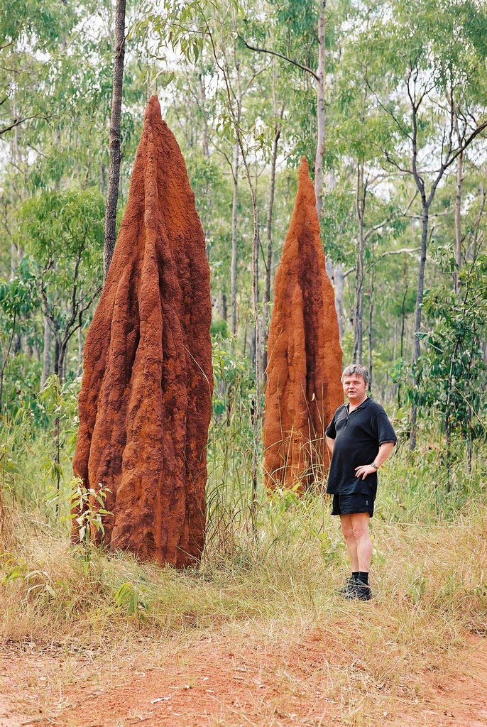 Termitenbauten bei Cape York Australien Peter Kaiser 2003 by Günter Kaiser