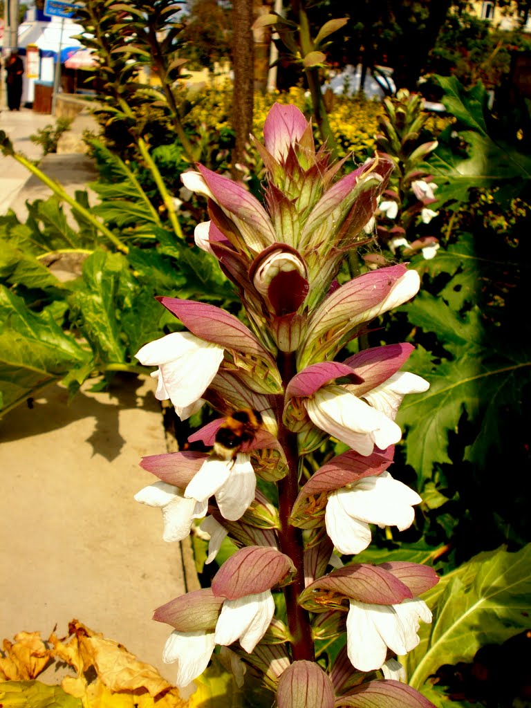 Acanthus mollis by Cleo Manoliou