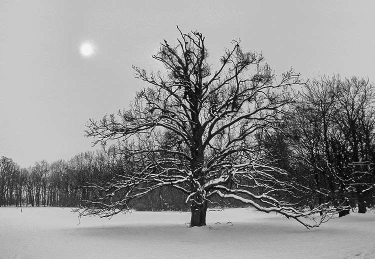 Lonely tree by loksi67