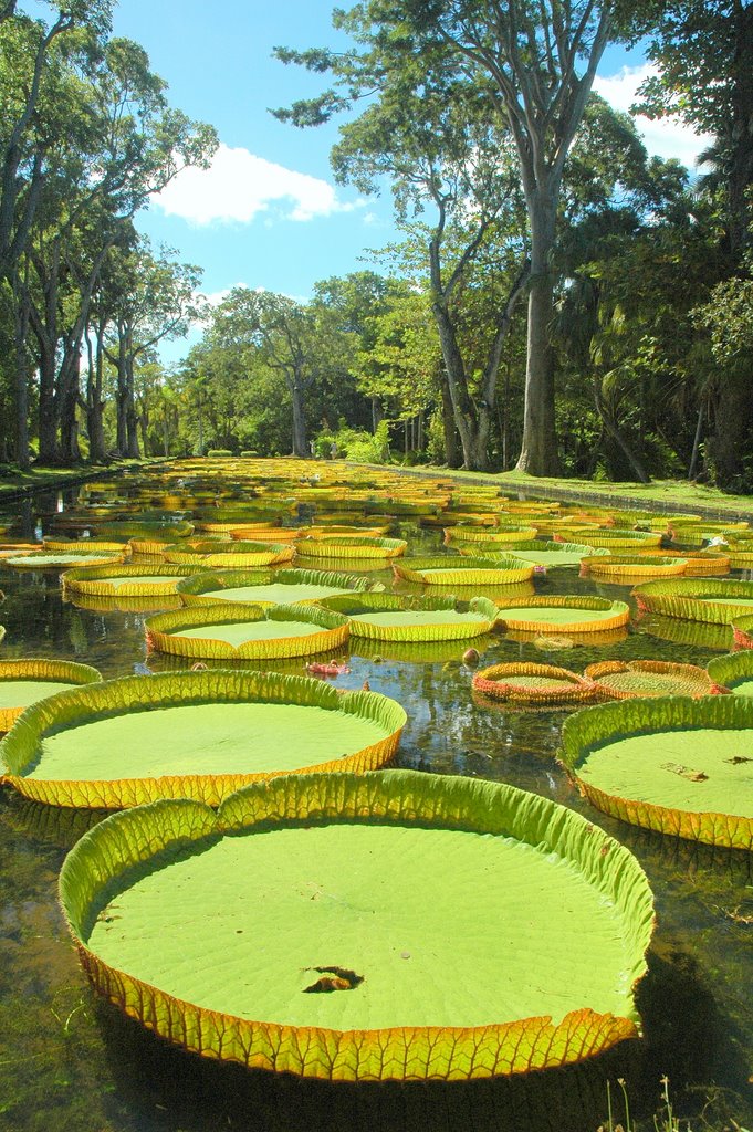 Pamplemousses, Mauritius by YanLib93