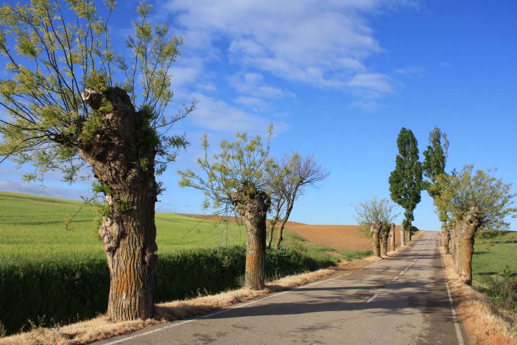 Primavera (Villanueva De La Condesa-Valladolid) by laura&paula