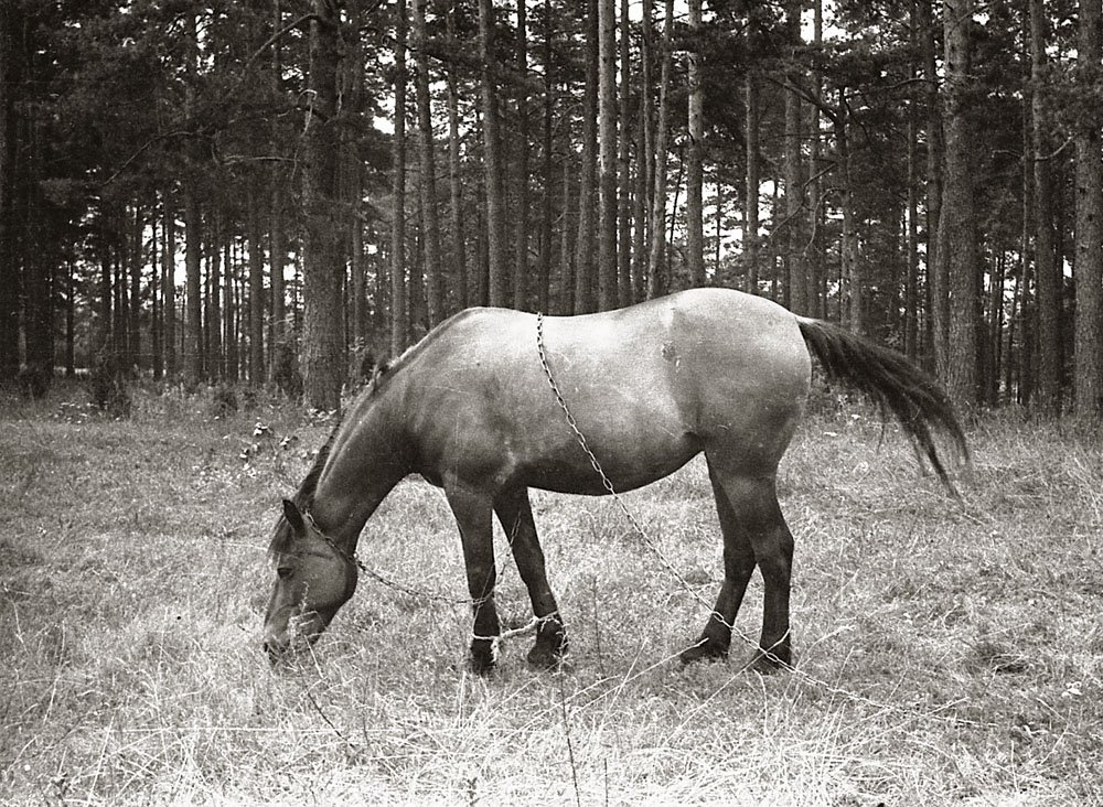 Horse, 1984 by Kiyanovsky68