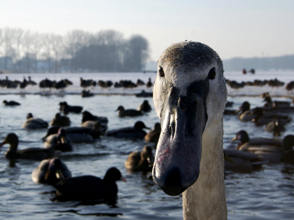 Młody Łabędź by wrzesientomek