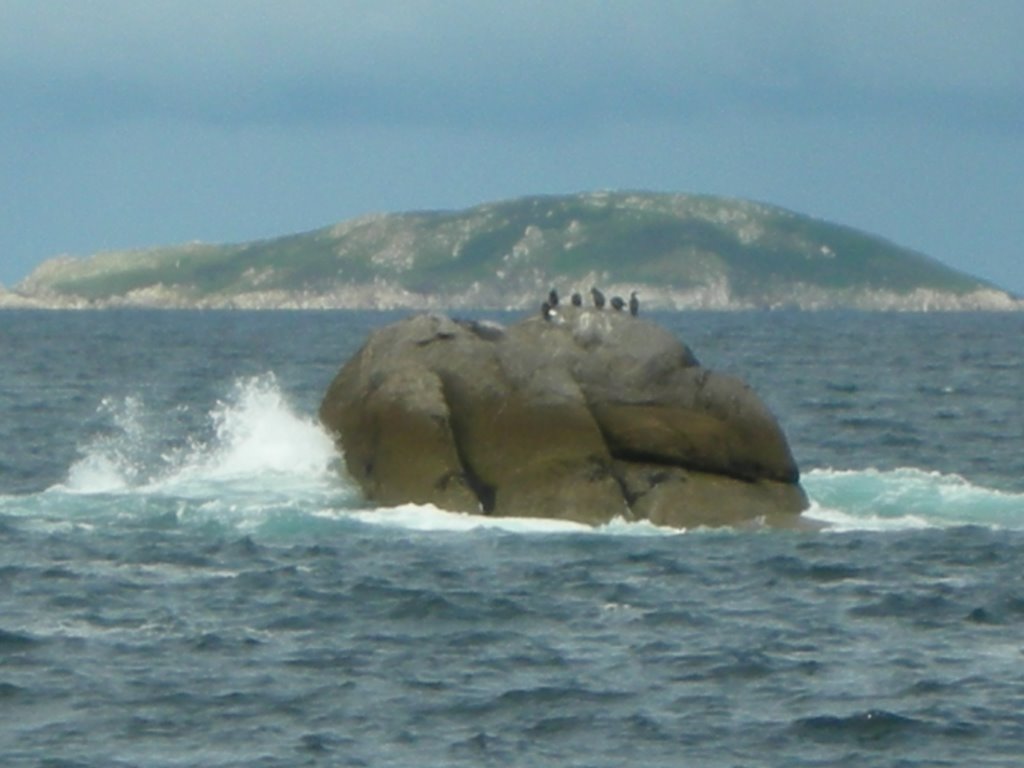 Cormoranes en la roca by carlos.nadia