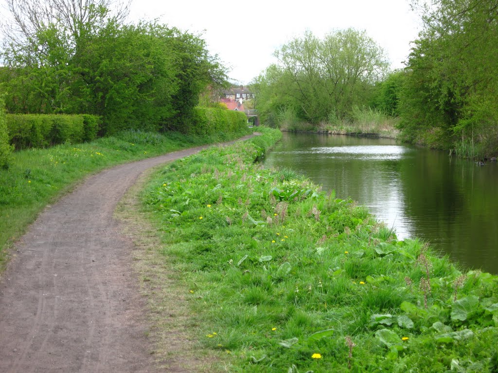 Butterbur, Staffs and Worcs Canal near Giggetty Bridge by pedrocut