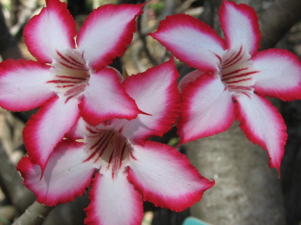 Flowers in Letaba camp by Daniele Nasi