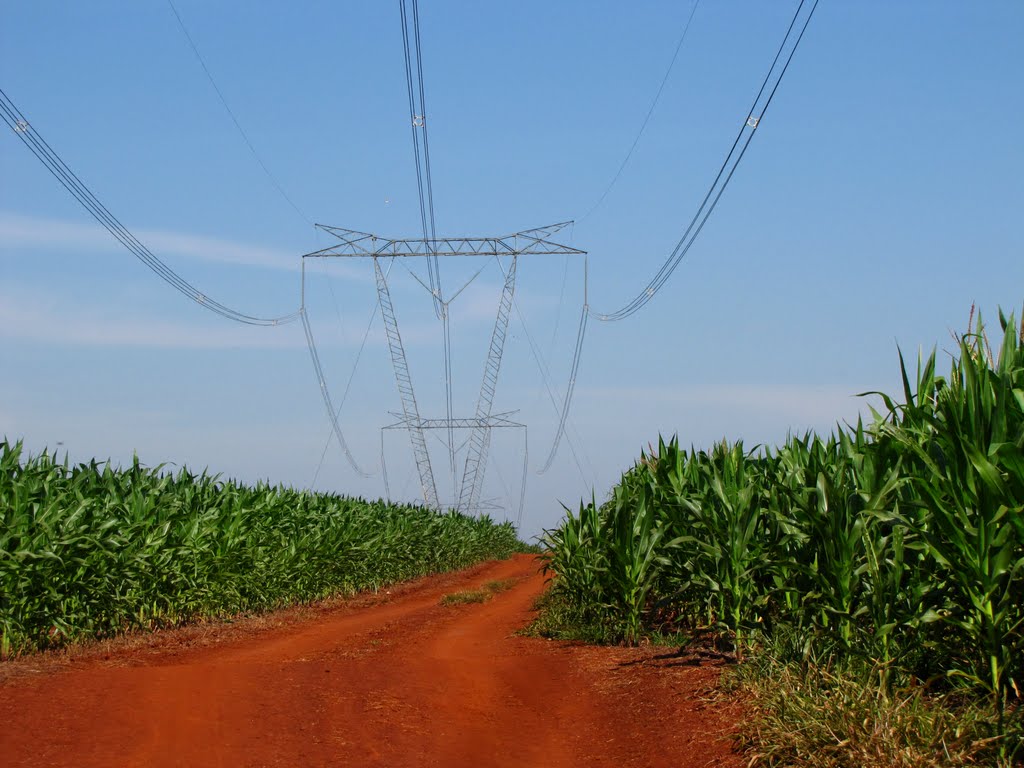 Milharal e linha de transmissão de energia - Santa Terezinha de Itaipu, PR, Brasil. by André Bonacin