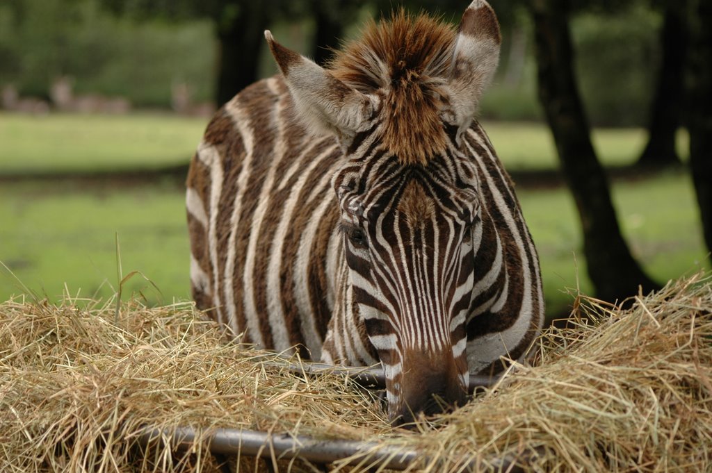 Beekse Bergen Zebra July 2007 by hihahop