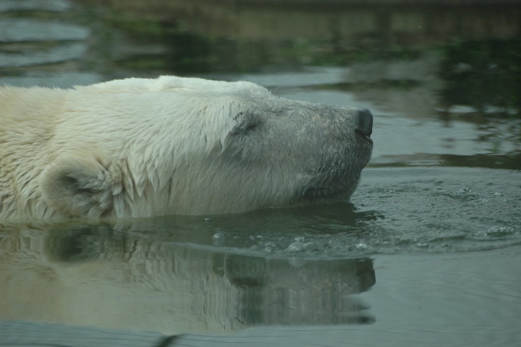 Dierenrijk Europa Polar Bear July 2007 by hihahop