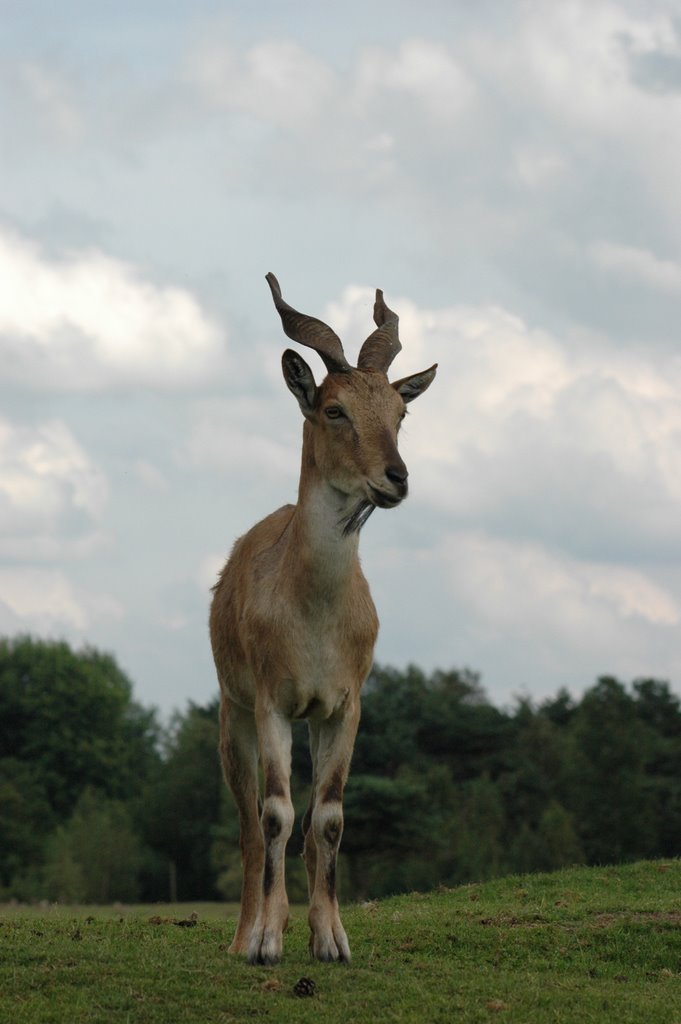 Beekse Bergen Goat July 2007 by hihahop