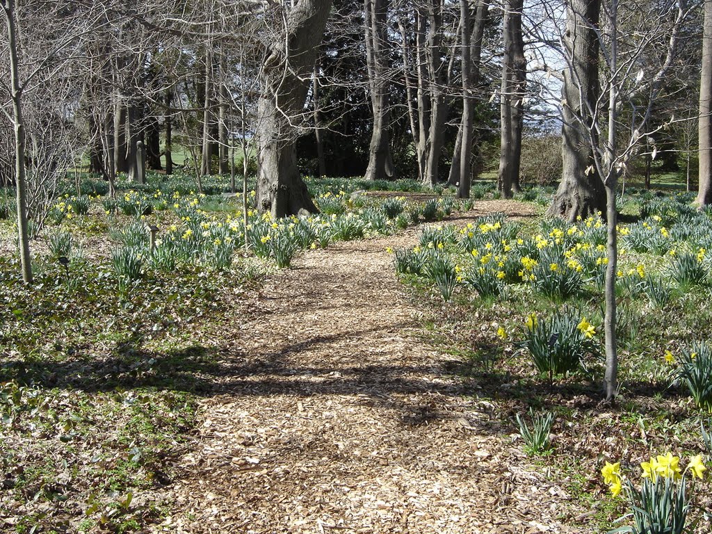 Daffodils at Blithewold Estate by chris1073