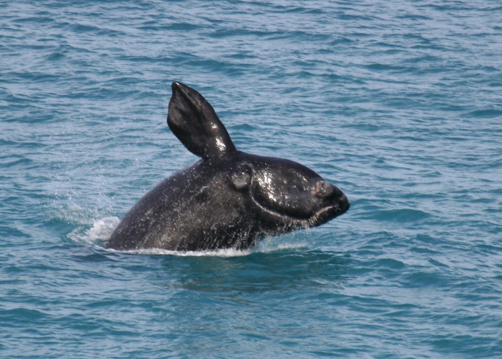 Southern Right Whale by robdownunder