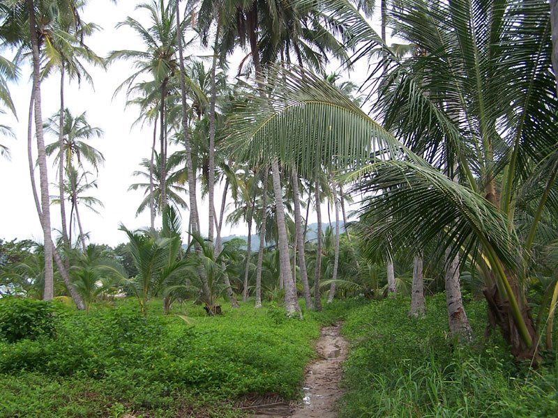 Palms, Parque Nacional Tayrona by anigozanthos