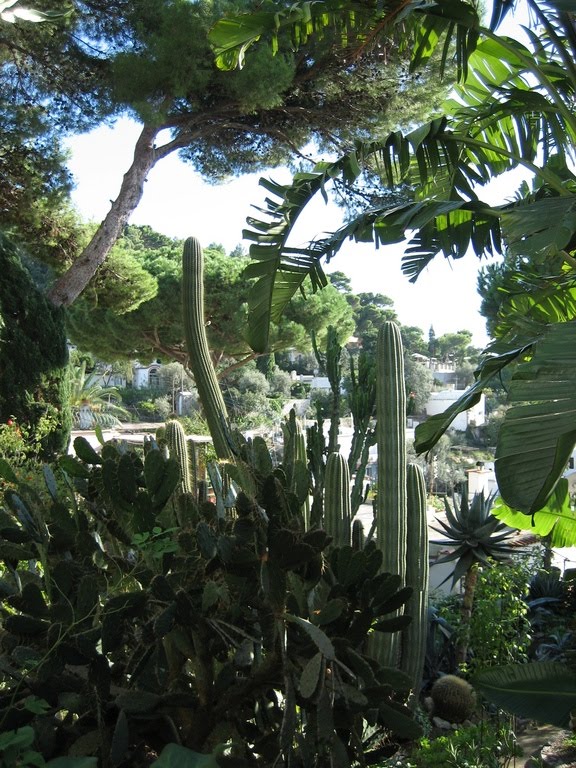 Nature in Capri by AndreaDFC