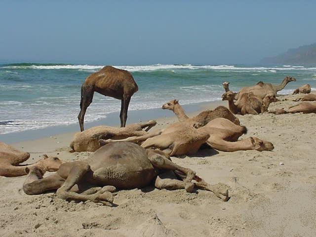 الابل على سواحل ابينCamels on the coast of Abyan by مهيارmahyar younis