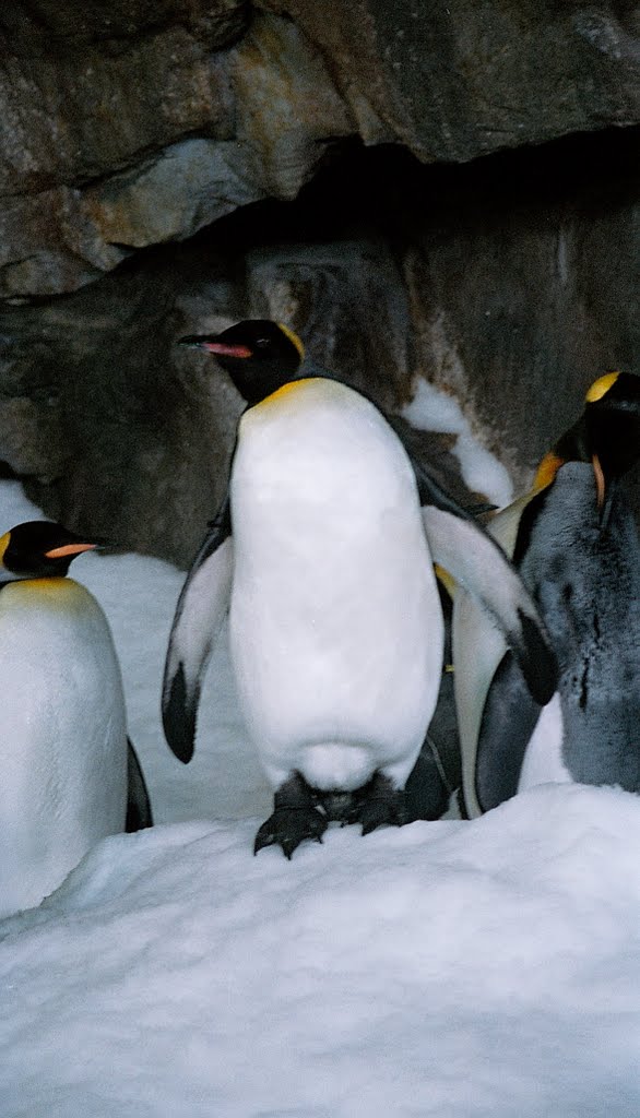 Pinguinos bajo piedra by María Luisa Rugarcía