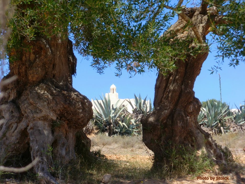 Zwischen den Olivenbäumen die Fadhloun Moschee by EA. Stoick