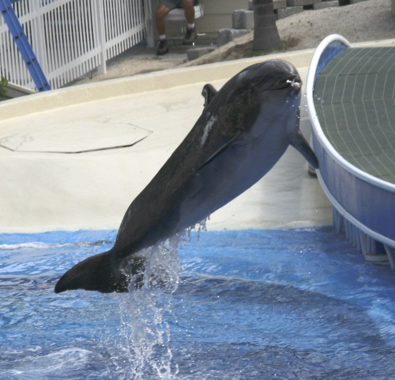 Dolphin at Sea World by boris.gruschko