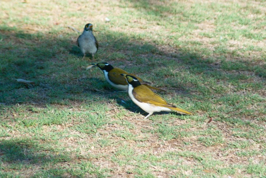 Hervey Bay - Birds on Campground by BerHav