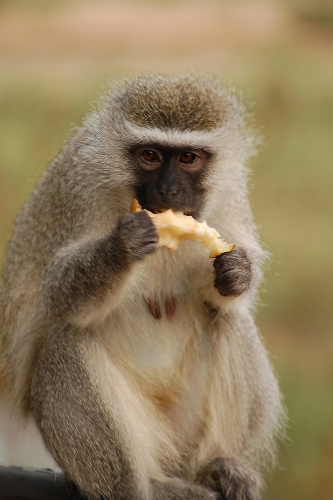 Monkey eats Fruit ( Skukuza ,Kruger NP ) by Lex Diederik