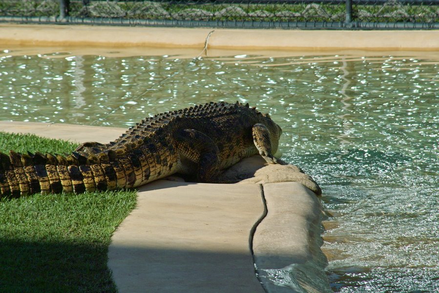 Australia Zoo - Crocoseum by BerHav