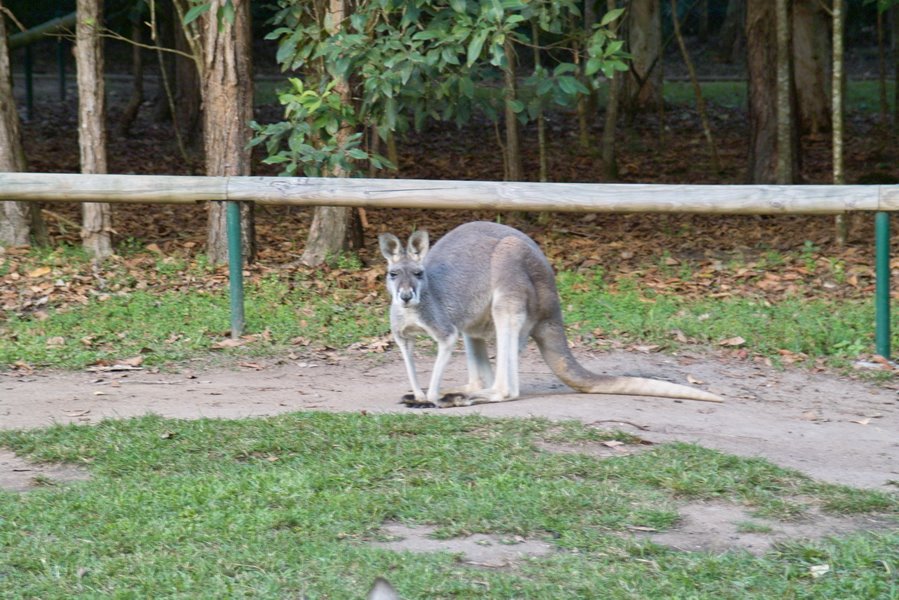 Australia Zoo by BerHav