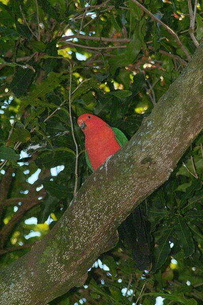 Australia Zoo - Birds by BerHav