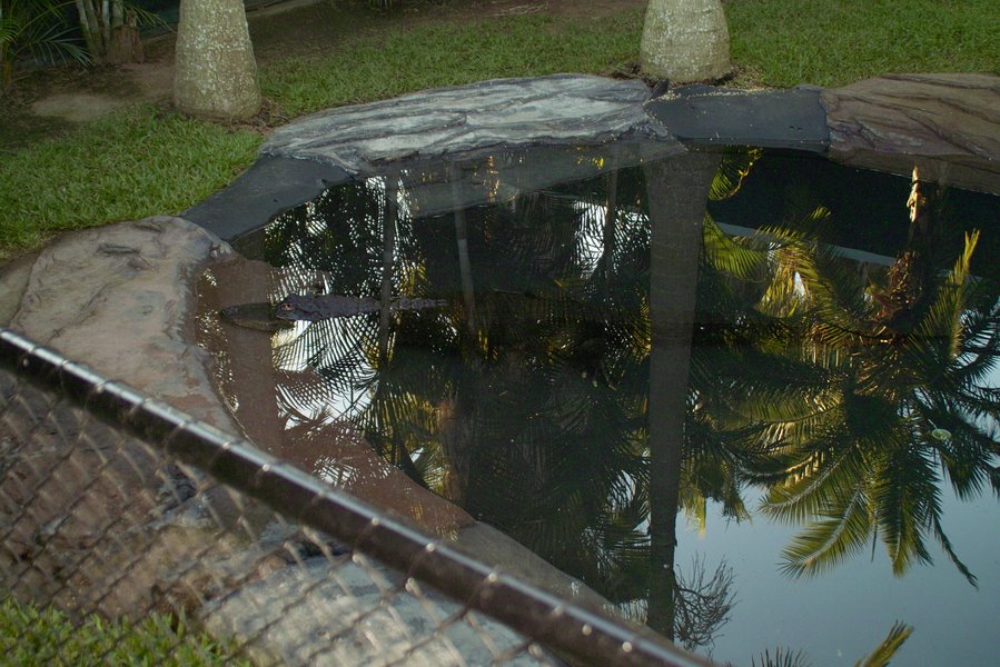 Australia Zoo - Alligator by BerHav