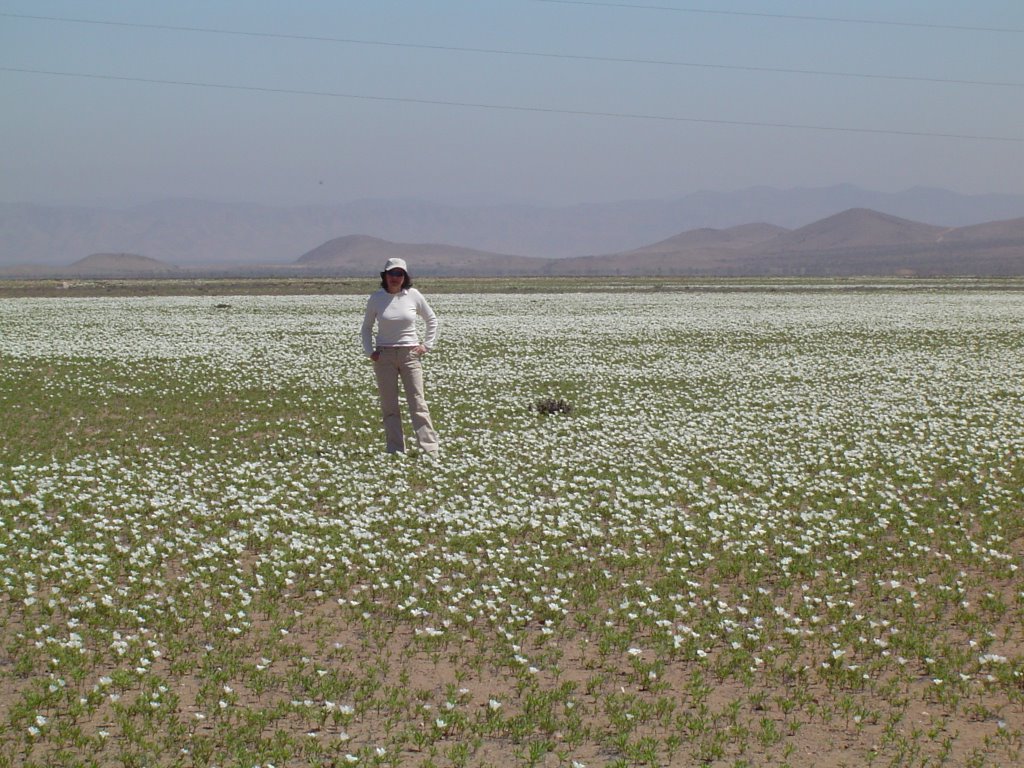 Raid Chuquicamatino 2005 Desierto Florido2 by trumao