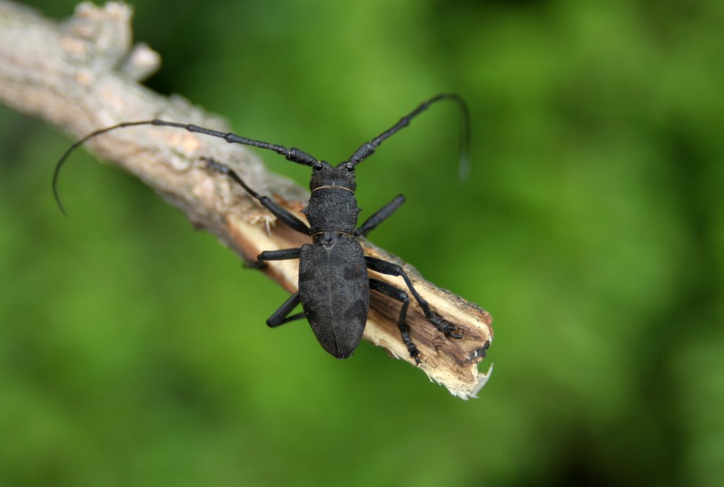 Cerambycidae 2° by Giulio Colla