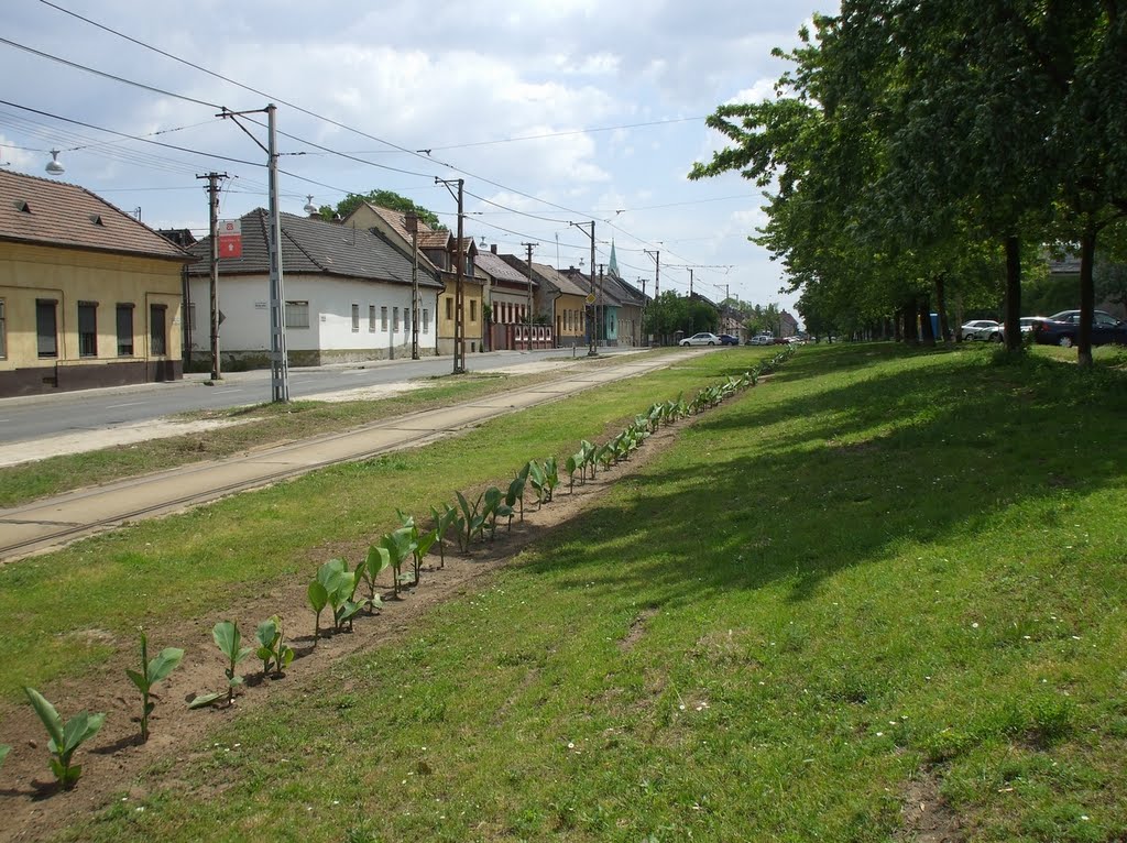 201005221232 Pesterzsébet, Török Flóris út by Harmadik