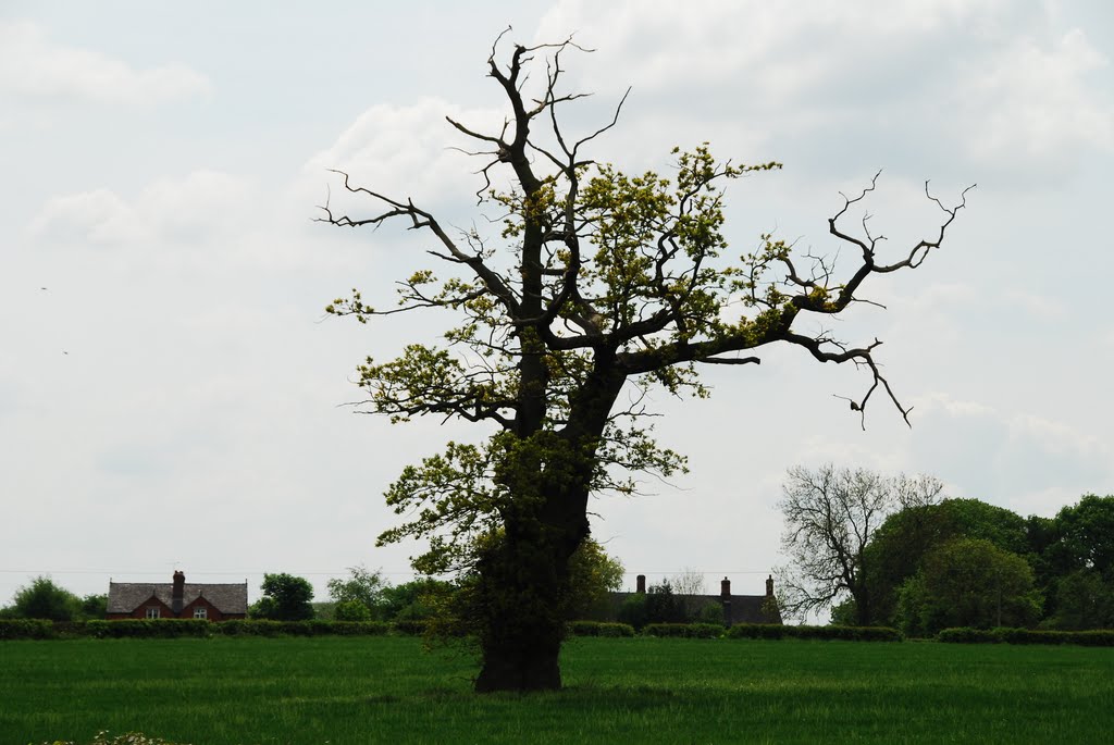 Lone Tree by SPJ58